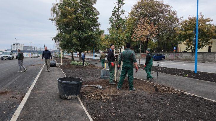 VIDEO Primăria Brașov: peste 10.500 de arbori și 20.000 de arbuști plantați în ultimii doi ani